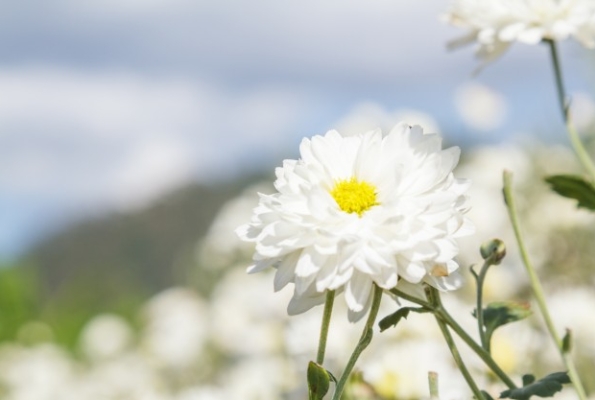 0001_0001_white-chrysanthemum-flower_1388-231_1556868609_1560151912-fcd02cd69afd3e22b27037554a39a705.jpg